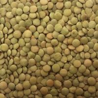 Green Eston Lentils /  Eston Green Lentils