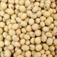 Non Gmo Soybeans  Raw Soybean Grain  Soy bean Seeds