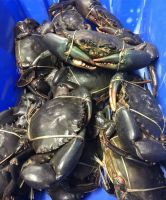 Live Mud Crabs, Blue Crabs, King Crabs /Live Seafood/ Frozen King Crab