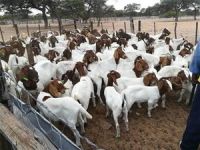 Pure Breed Boer Goats/Saneen goats