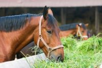 Alfalfa Hay For Animal Feed, Alfalfa Pellets