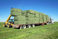 PREMIUM ALFALFA HAY FOR SALE