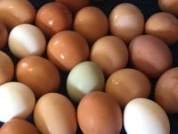 White and Brown Chicken Eggs, Fresh Table Eggs, Parrot eggs