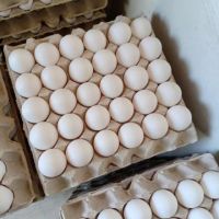 Chicken Table Eggs/Hatching Eggs