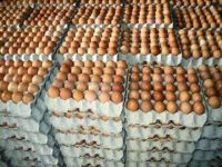 Fresh Chicken Table Eggs Brown and White Shell Chicken Eggs for sale