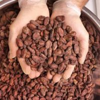 Raw & Fermented Cocoa Beans