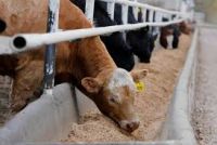 Cattle Feeds for Sale