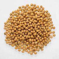 High Quality Non-GMO Soybeans