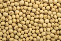 SoyBeans GMO/NON GMO