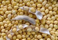 Non Gmo Soybeans / Soya Beans Soy Bean Seeds and Soya Bean Seeds