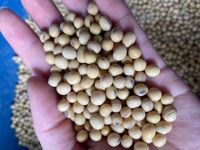 Soybeans NON-GMO