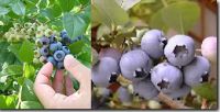 Bilberry product( Northern Europe material)