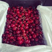 Hot Selling Cherries Supplier from South Africa