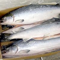 Salmon fish in whole Sale price