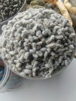 Cotton Seeds