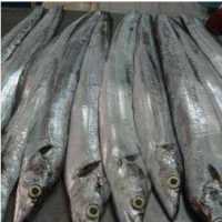 Ribbon Fish Balochistan Frozen Horse Mackerel, Salmon, Eel, Sea Bass Globefish & Tuna Fish