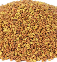 High Quality Alfalfa seeds