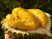 High quality Viet Nam Fresh Durian