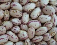 Light speckled kidney beans (round shape)