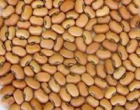 Sell Cowpeas