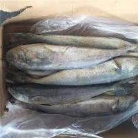 Mahi-Mahi Hot Sale