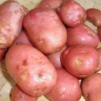 Red Desiree Potatoes