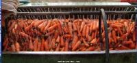 Sell  THREE RED fresh CARROT