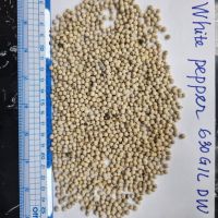 VIETNAM WHITE PEPPER 630G/L DOUBLE WASHED GOOD QUALITY