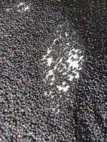 VIETNAM BLACK PEPPER 570G/L MACHINE CLENNED Competitve Price