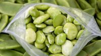 Best Quality Beans-Large white lima Beans