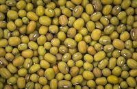 Bigger Size Cheap Top Quality Dried Green Mung Beans South African Price