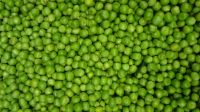 Healthy Natural Delicious Good High Quality And Hot Selling Dry Pigeon Peas From South Africa In Bulk