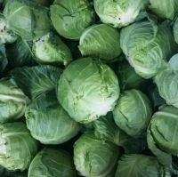 Fresh Cabbages-Fresh round cabbages-Fresh Frozen cabbages