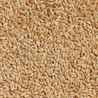 High quality Durum Wheat ecological product of South Africa manufacturer prices bulk sale beans and grains