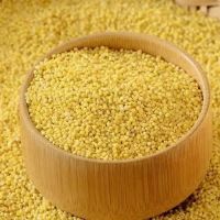Yellow Millet Broom Corn Millet for Bird Feed
