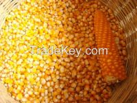 Corn, Yellow corn, white corn, maize, Popcorn kernels