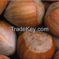 100% Organic Shell Raw Hazelnut / Raw Hazelnut Kernels In Shell