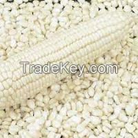 White Corn For sale