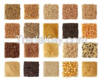 corn, wheat, rice, white corn, yellow corns, all types of dried grain products