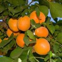 Fresh Apricots For Sale , Export Quality From South Africa