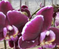 Sell Phalaenopsis(M90)