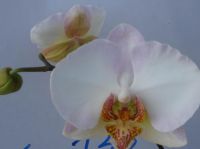 Sell Phalaenopsis(TA733)