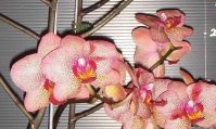 Sell Phalaenopsis(TJ200)