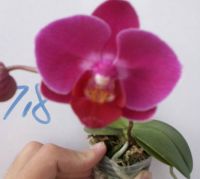 Sell Phalaenopsis(TA718)
