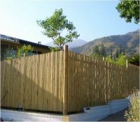 Bamboo fence-1