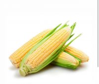Sell Offer Yellow corn NON GMO
