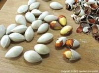 Hot sales Wholesale Best Price Dried Ginkgo Nuts Quality Ginkgo Nuts For Sale