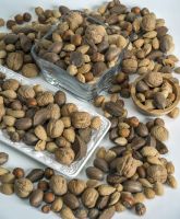 High End Fresh Crop Bulk Cheap Prices Protein And Essential Amino Acids Brazil Pine Nuts For All Age Group