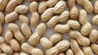 Peanuts fired & non fired universal product highest quality source of amino acids wholesale