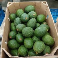 Fresh Avocado available for export